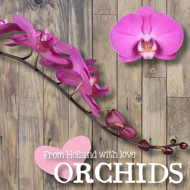 PHALAENOPSIS ORCHID - SEOUL