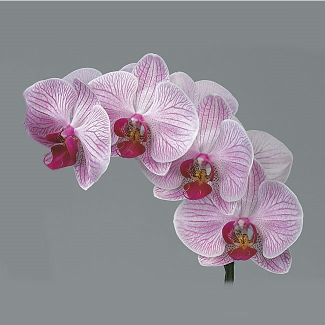 PHALAENOPSIS ORCHID - SHANGHAI