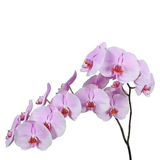 PHALAENOPSIS ORCHID - TIKAL