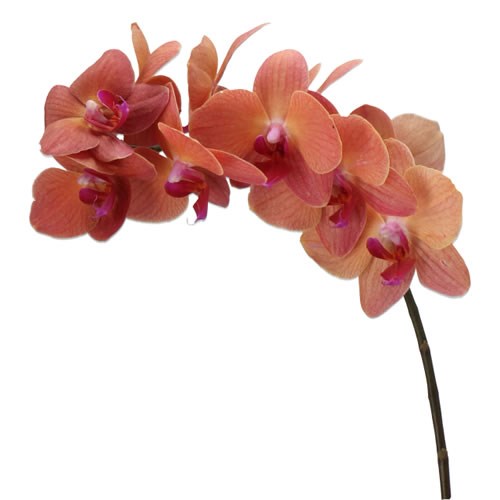 PHALAENOPSIS ORCHID - ULTIMATE BROWN