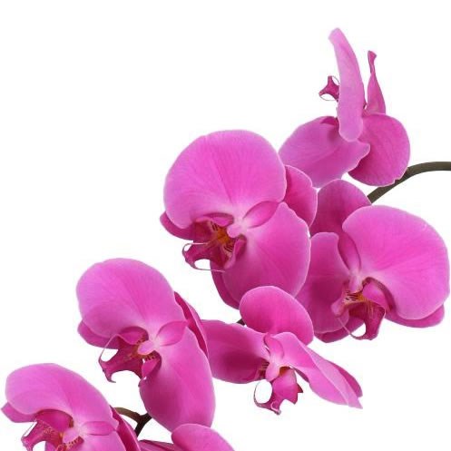 PHALAENOPSIS ORCHID - VICTORIAN PRINCESS