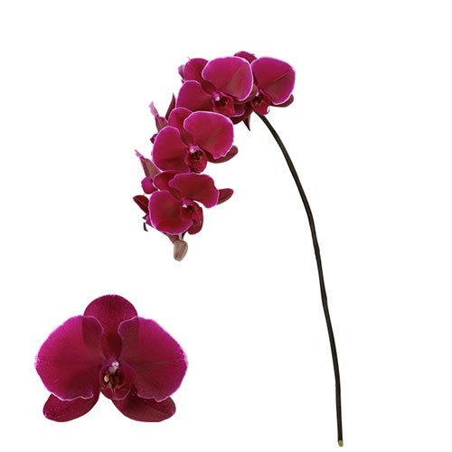 PHALAENOPSIS VELVET JANETTE