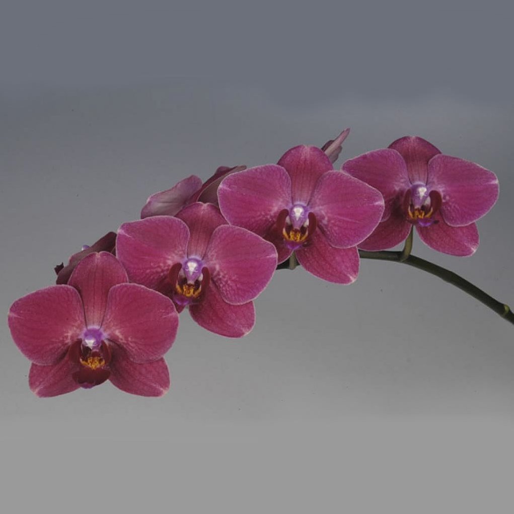 PHALAEONOPSIS ORCHID - MONTREUX (MASTERPACK)