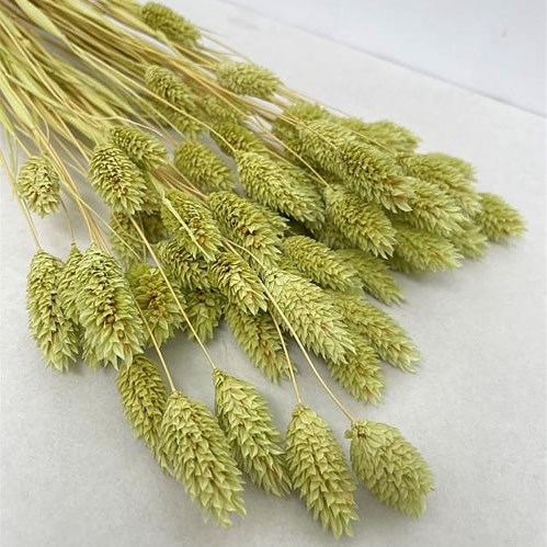 PHALARIS BLEACHED GREEN (DRIED)