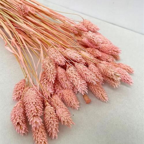 PHALARIS BLEACHED LIGHT PINK