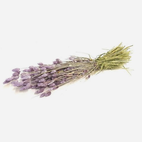 PHALARIS DYED FROSTED LILAC