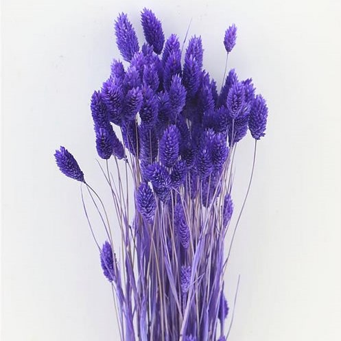 PHALARIS DYED LILAC (DRIED)