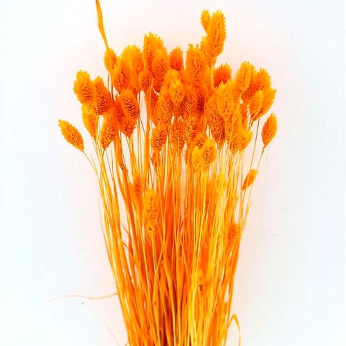 PHALARIS DYED ORANGE (DRIED)
