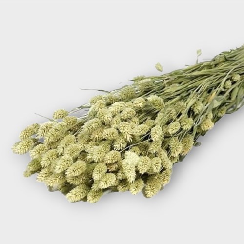 PHALARIS NATURAL (DRIED)