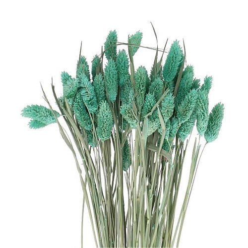 PHALARIS TURQUOISE - DRIED