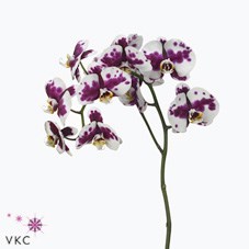 PHALEONOPSIS ORCHID - SEVILLA