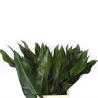 PHILODENDRON LISA