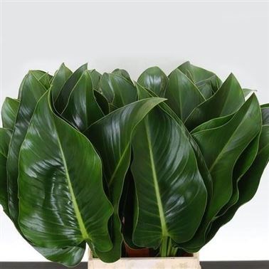 PHILODENDRON GREEN BEAUTY