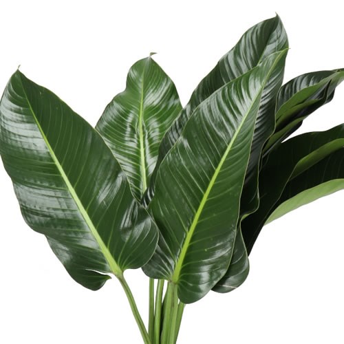 PHILODENDRON ST. TROPEZ