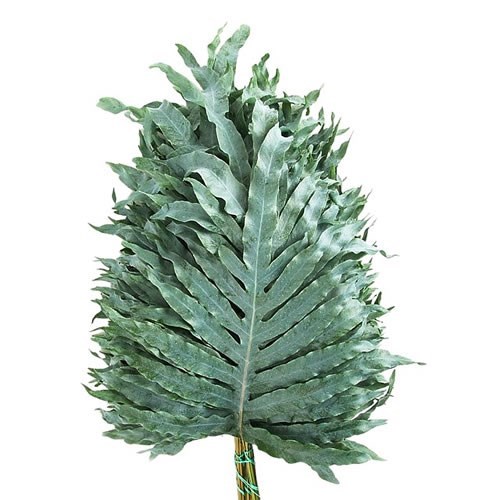 PHLEBODIUM BLUE STAR