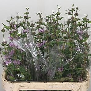 PHLOMIS TUBEROSA