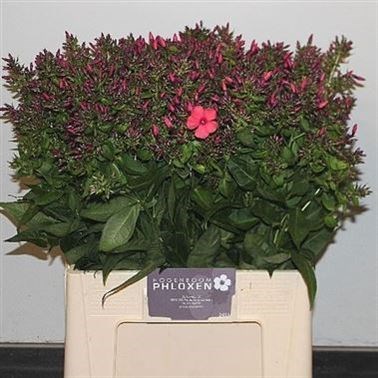 PHLOX AMY