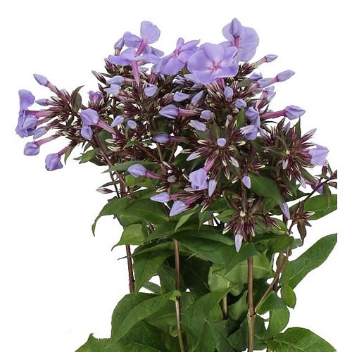 PHLOX BLUE BOY