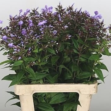 PHLOX BLUE BOY