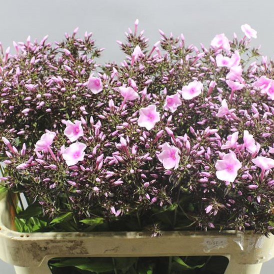 PHLOX BRIGHT EYES