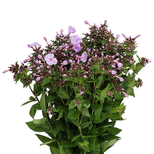 PHLOX BUTTERFLY