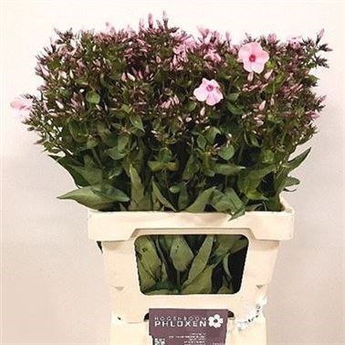 PHLOX DYNASTY