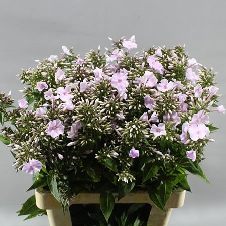 PHLOX GRIFF BLANC