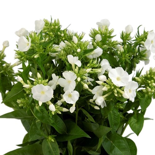 PHLOX ICECAP