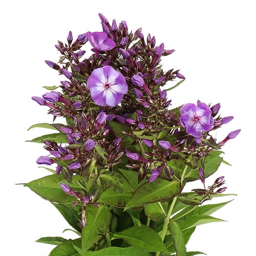 PHLOX LAURA