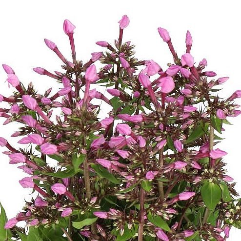 PHLOX PINK EYES