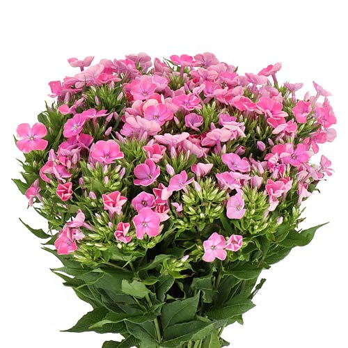 PHLOX SENORA