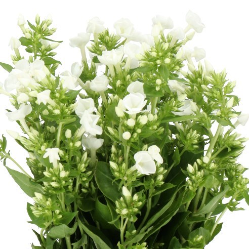 PHLOX SNOWY