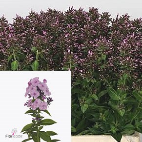 PHLOX SWEET DANCE