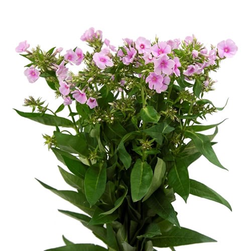 Phlox Wholesale Flowers UK Wedding Flowers Triangle Nursery