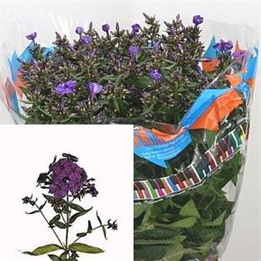 PHLOX VAN GOGH