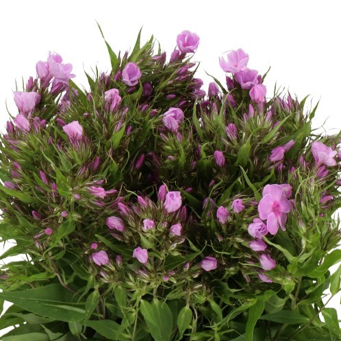 PHLOX VIOLET EYES