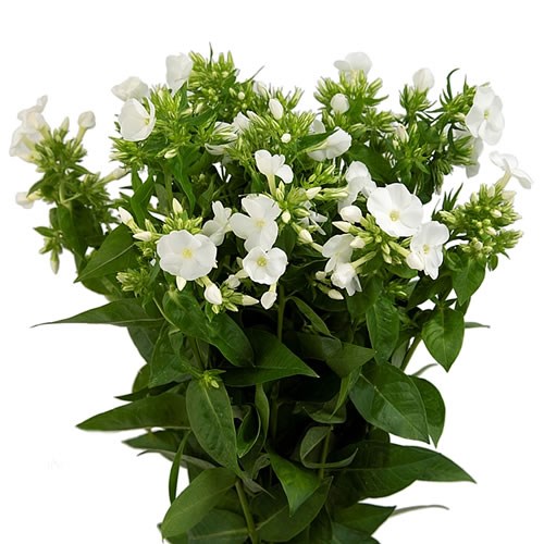 PHLOX WHITECAP