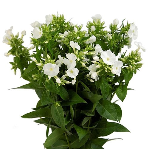 PHLOX WHITECAP