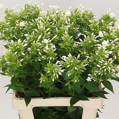 PHLOX WHITECAP
