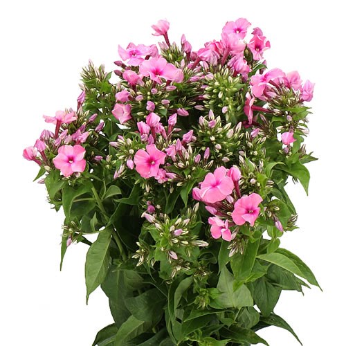 PHLOX WINDSOR