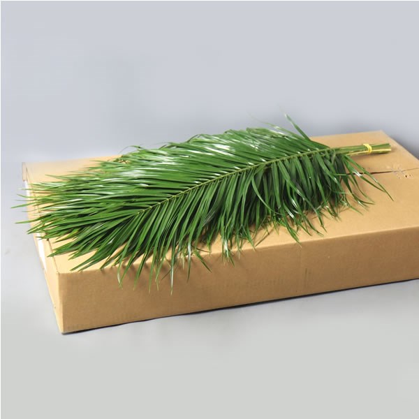 PHOENIX ROEBELENII PALM 100cm x1 bunch