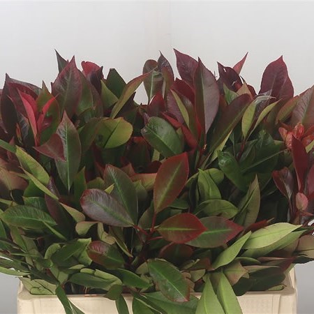 PHOTINIA RED ROBIN