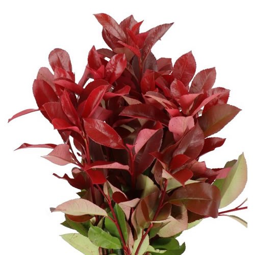 PHOTINIA RED ROBIN