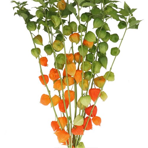 PHYSALIS CHINESE LANTERN GREEN/ORANGE