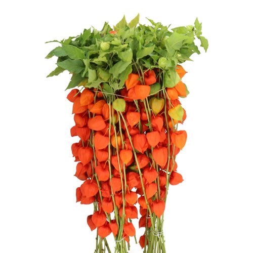 PHYSALIS CHINESE LANTERN STEMS