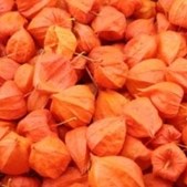 PHYSALIS HEADS - CHINESE LANTERNS (DRIED)