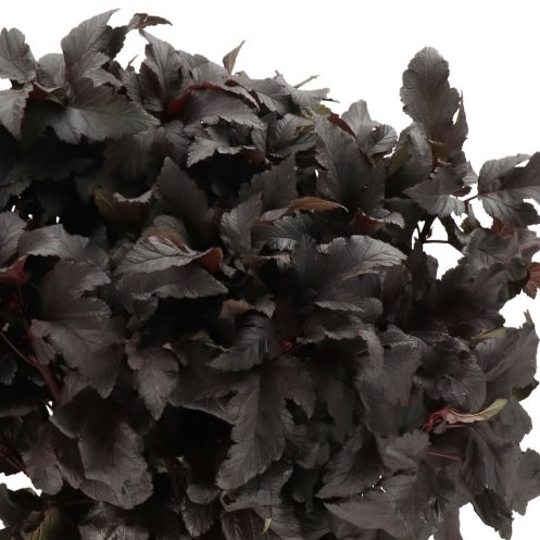 PHYSOCARPUS DIABOLO LEAVES