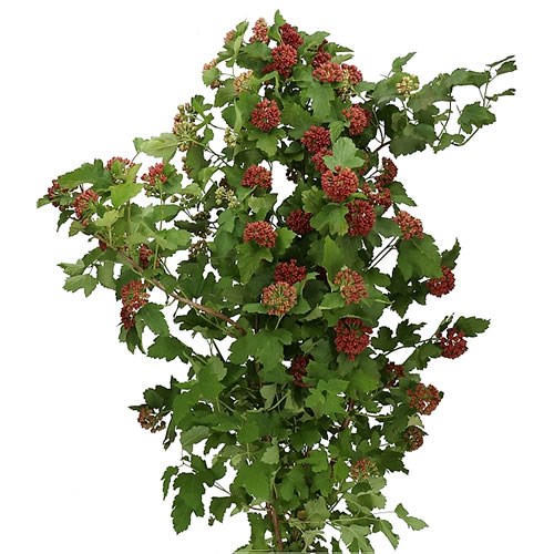 PHYSOCARPUS OPULIFOLIUS SPRING SAPPHIRE