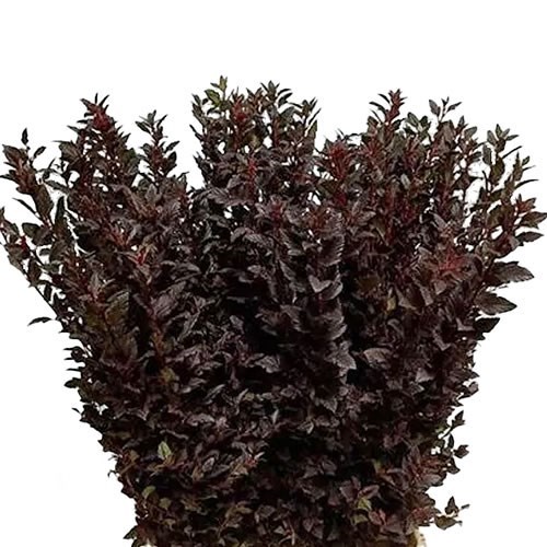 PHYSOCARPUS SWEET CHERRY TEA