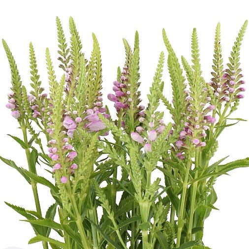 PHYSOSTEGIA PINK